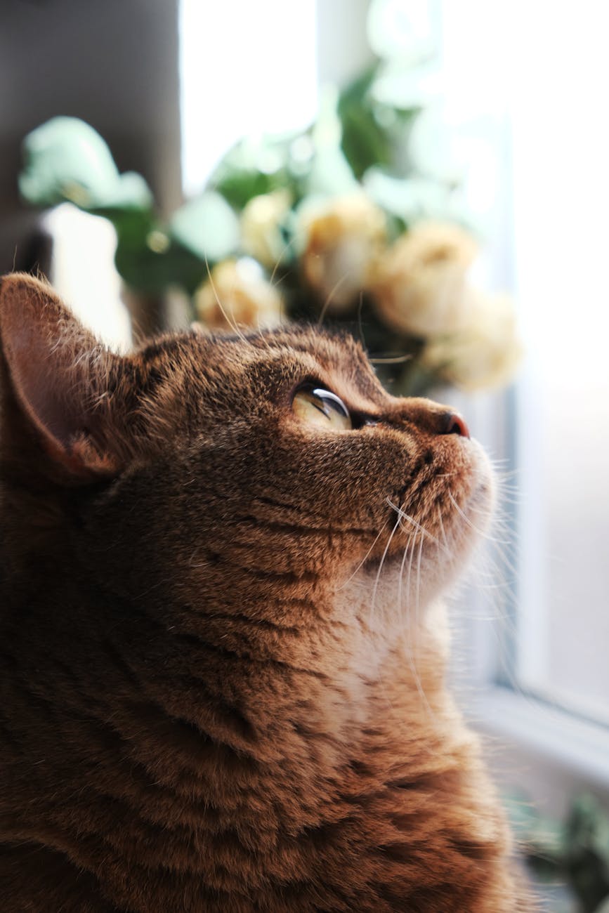 Finding Peace in Quiet Moments – A Quiet Day at Home